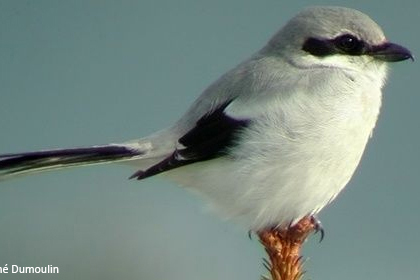 Northern Shrike