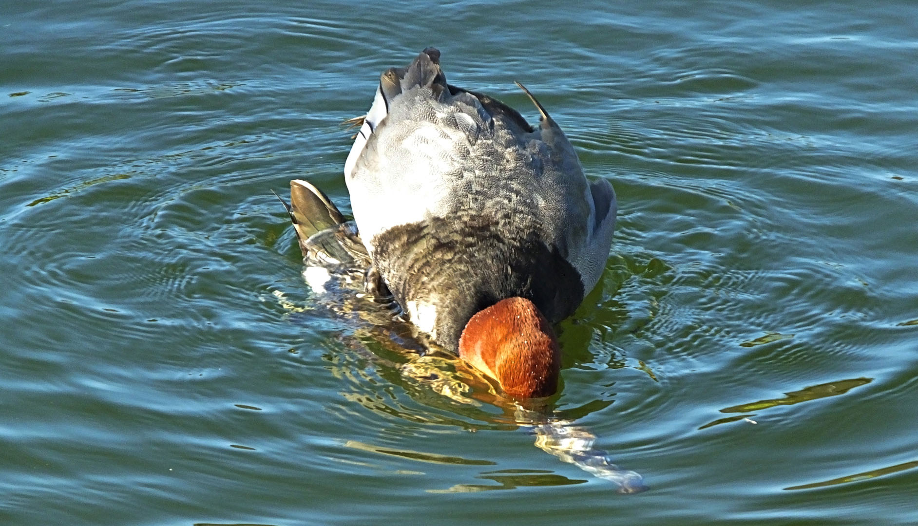 Canards plongeurs - Zoo Ecomuseum