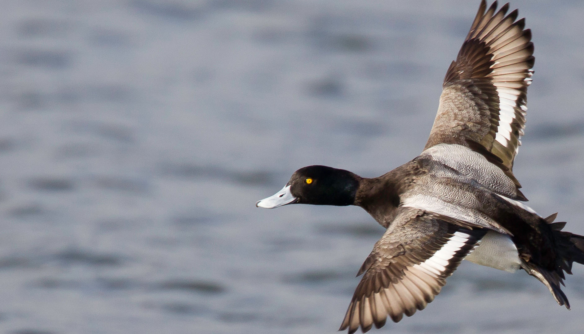 diving duck migration