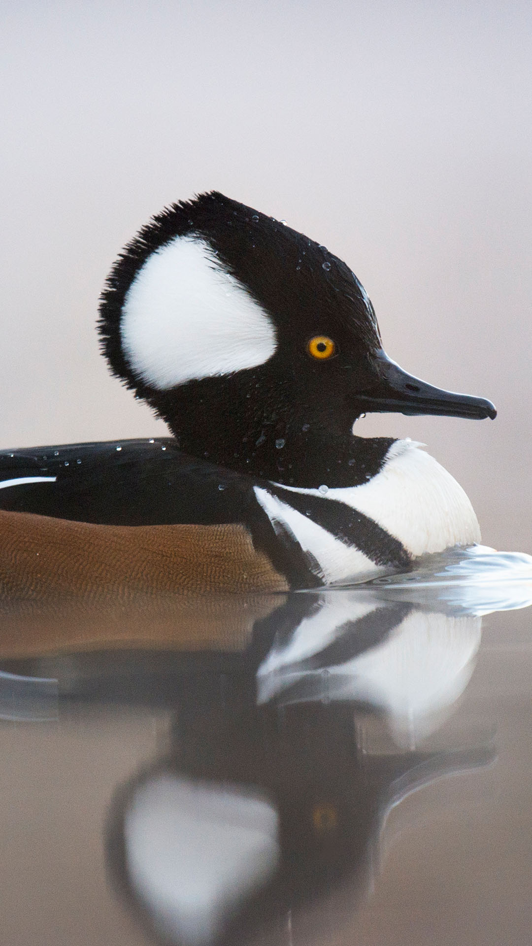 diving duck