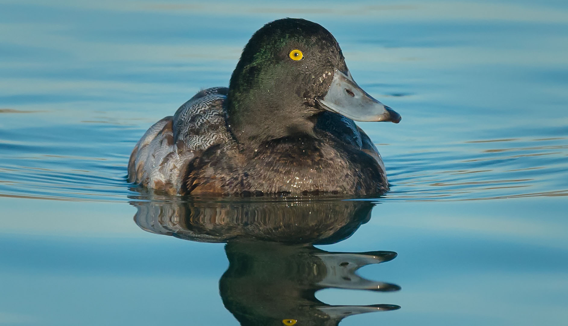 diving duck - legs