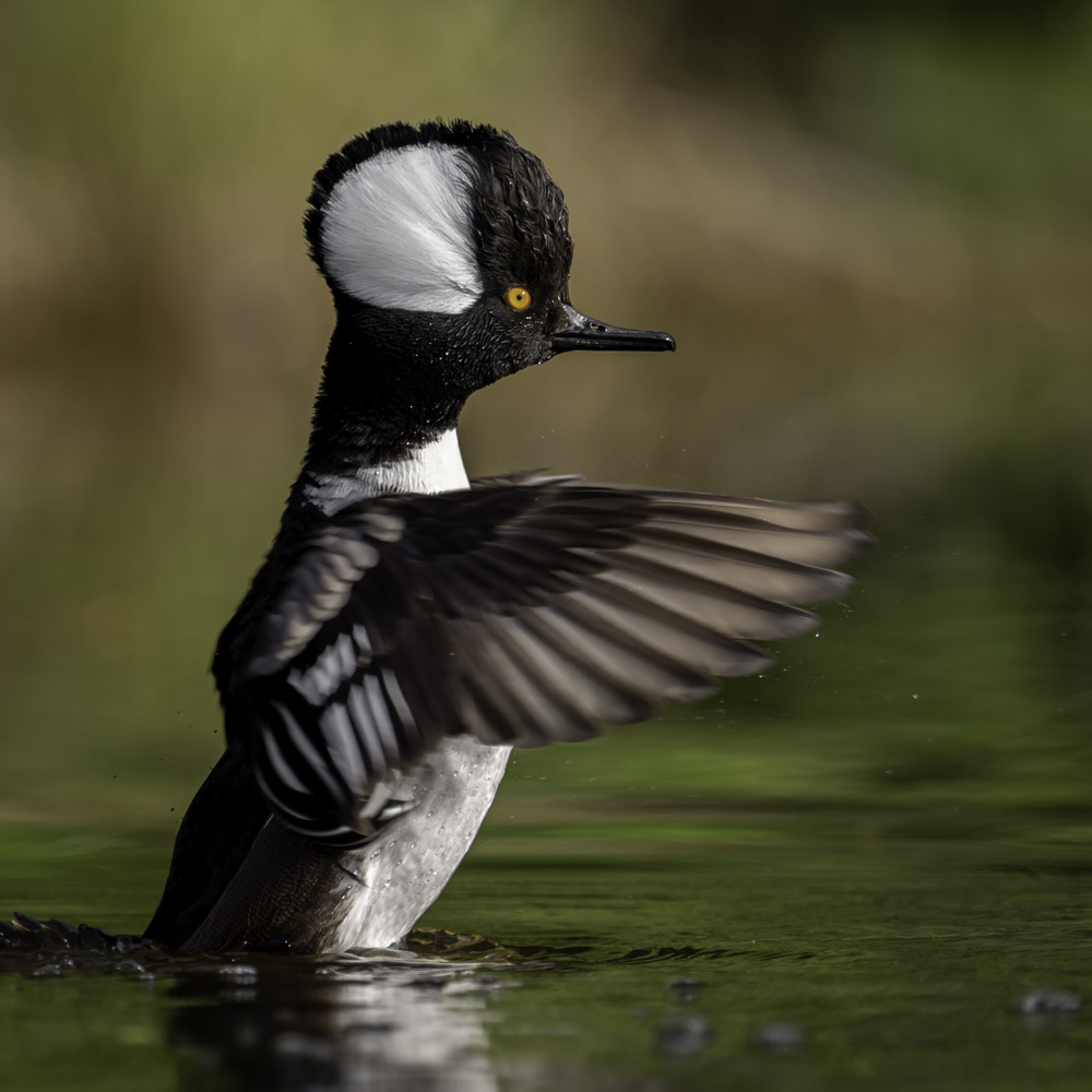 diving duck portrait