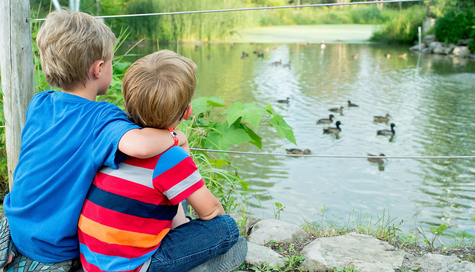 ducks and visitors