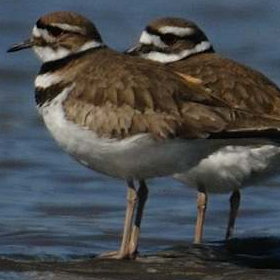 Killdeer