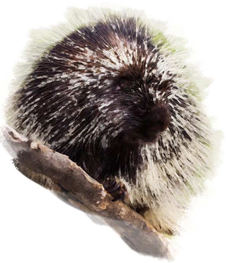 illustration porcupine