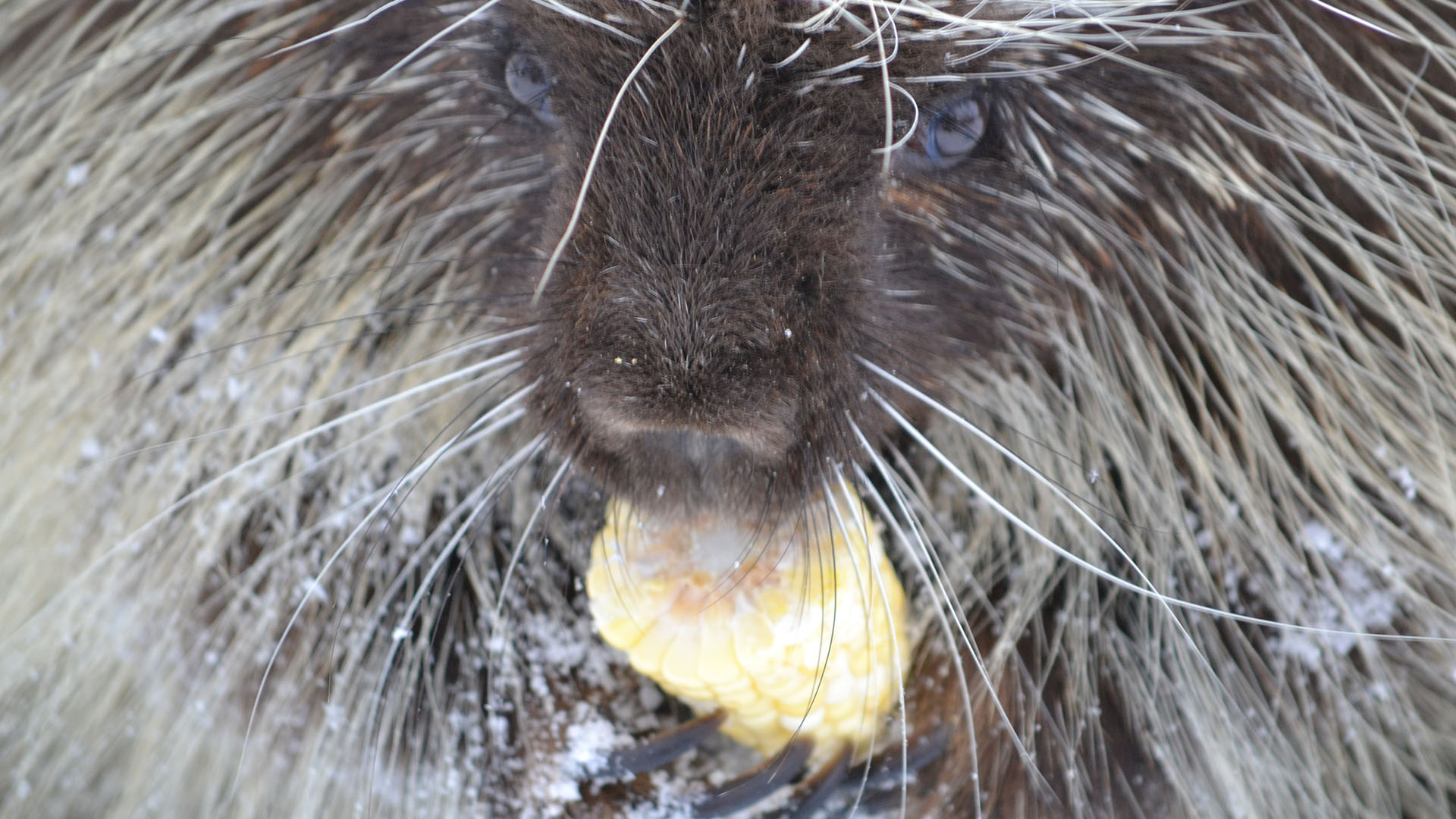 porcupine winter