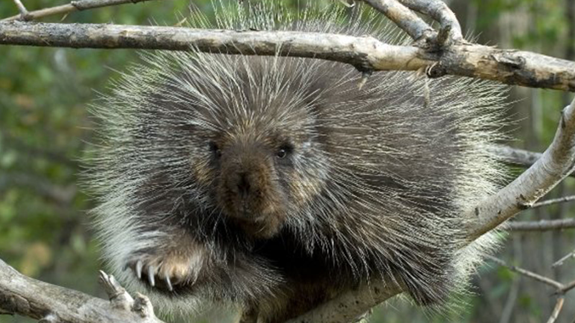 prickly porcupine
