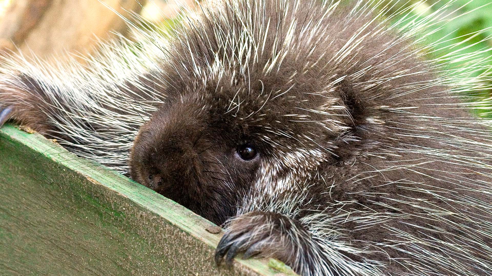 rodent porcupine