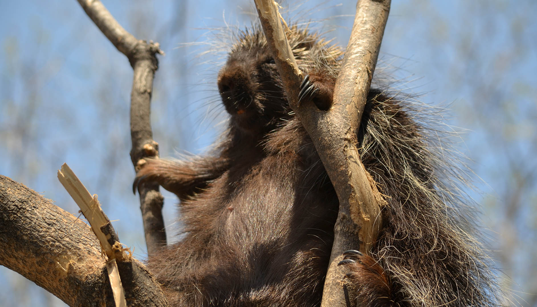 nap in a tree