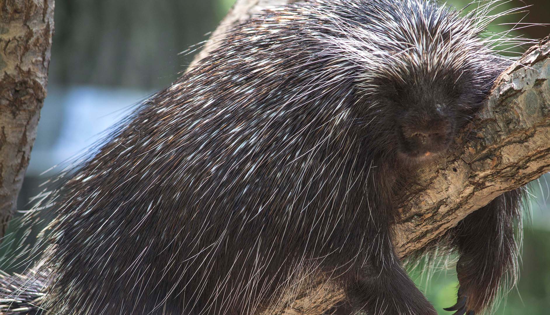 nap time for the porcupines