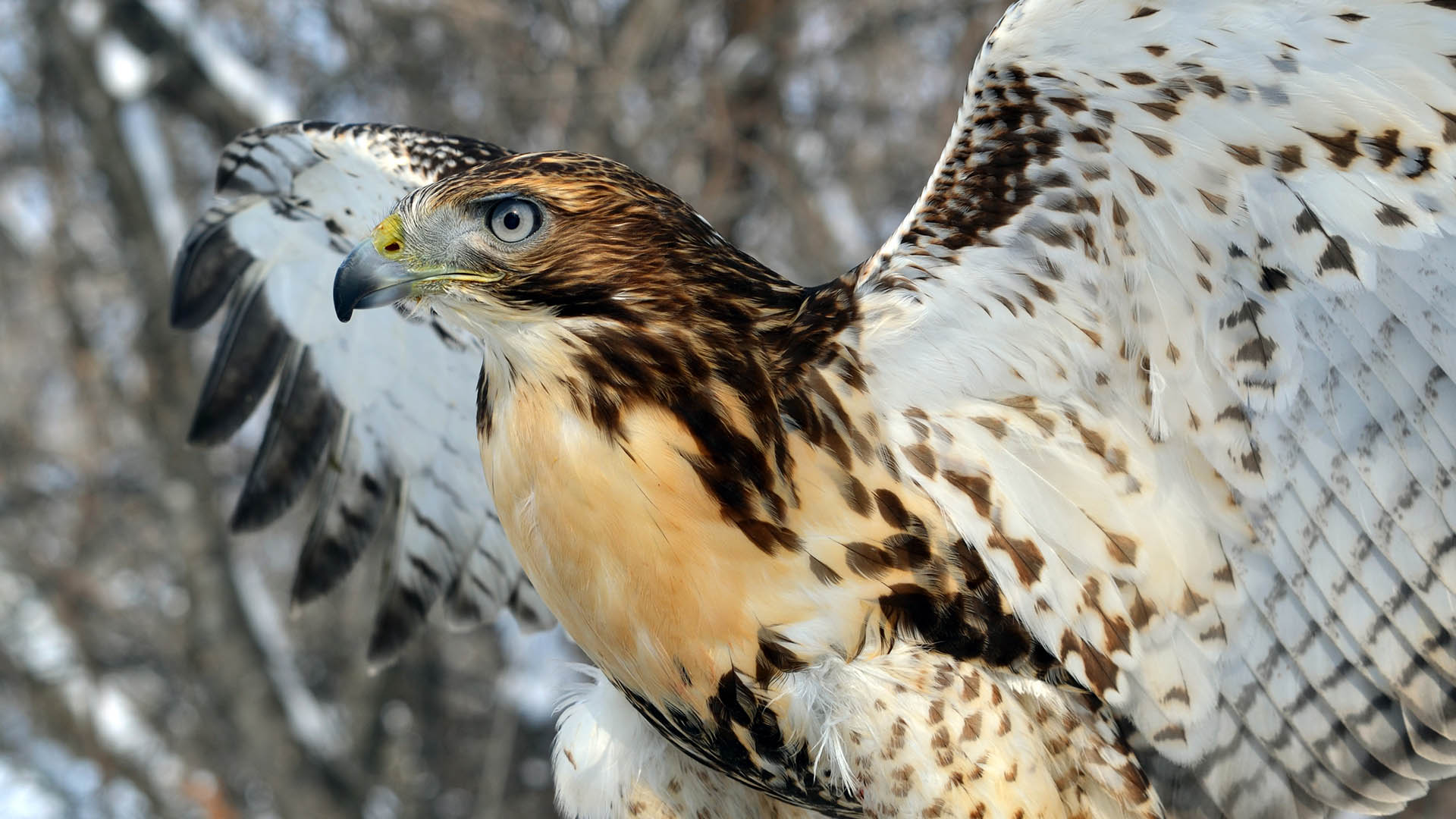 red tailed hawk