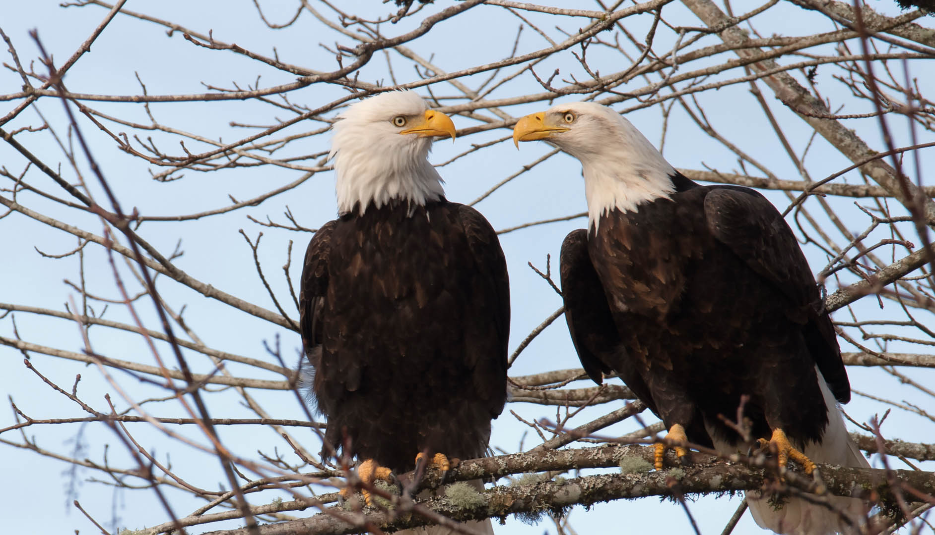 bald eagle couple