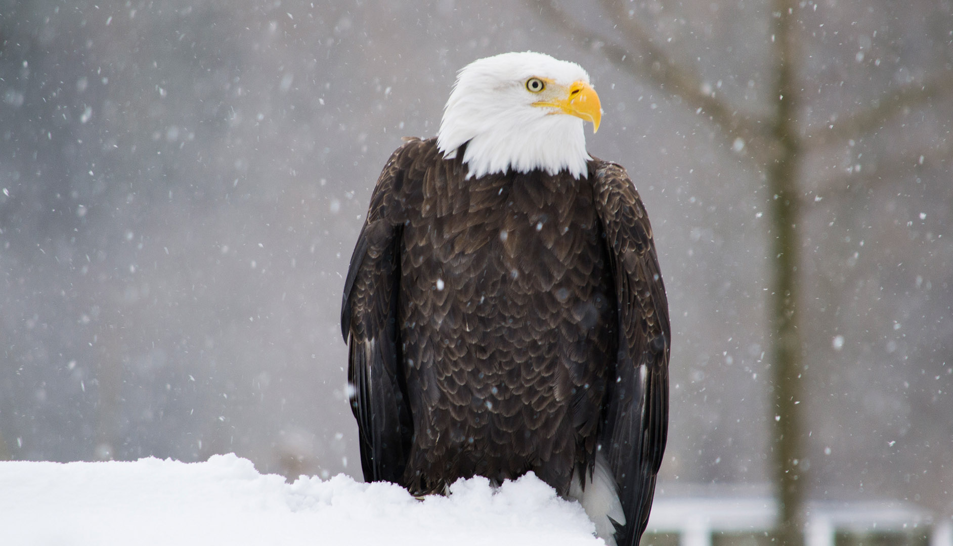 bald eagle snow