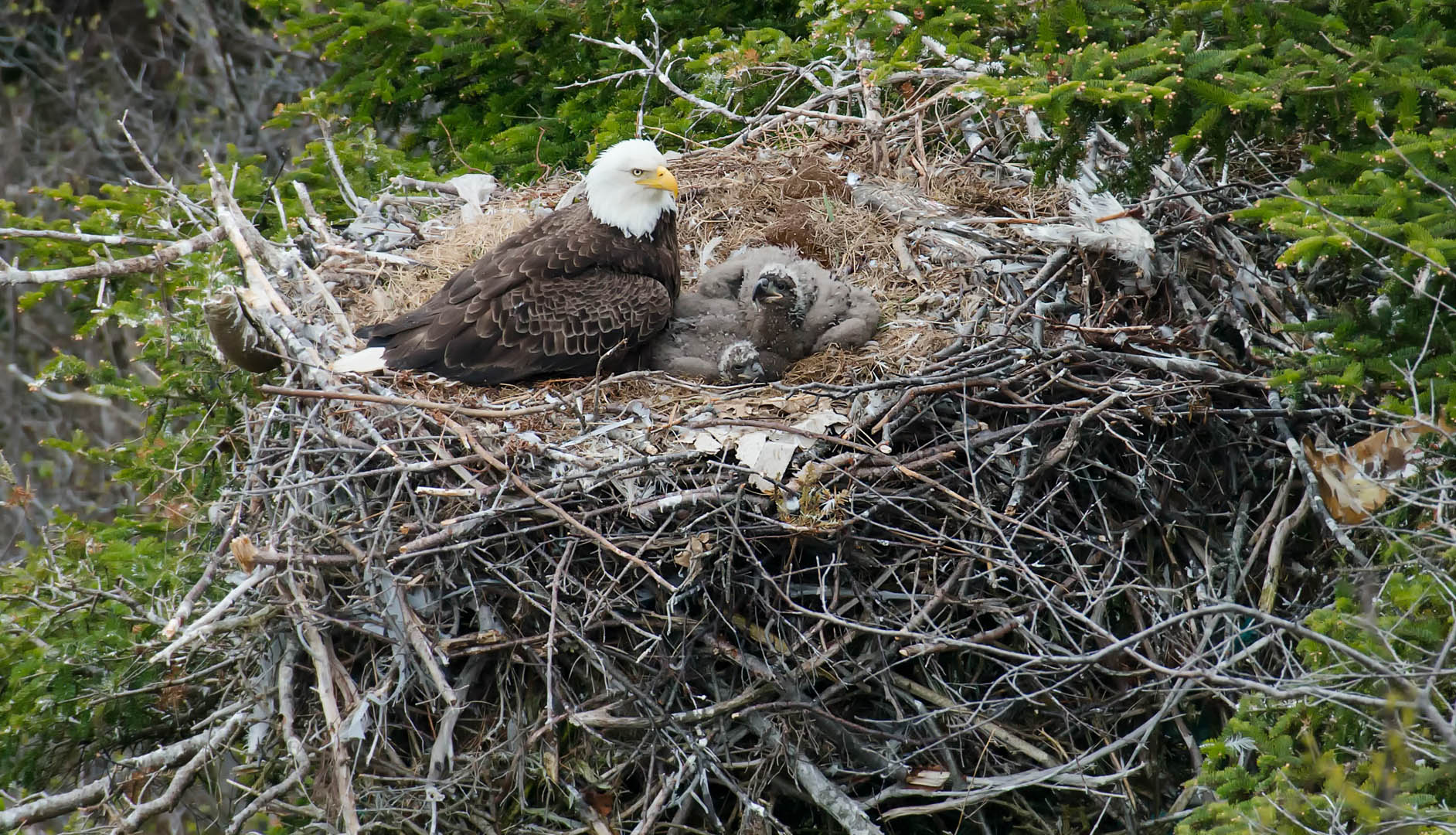 bald eagle nest