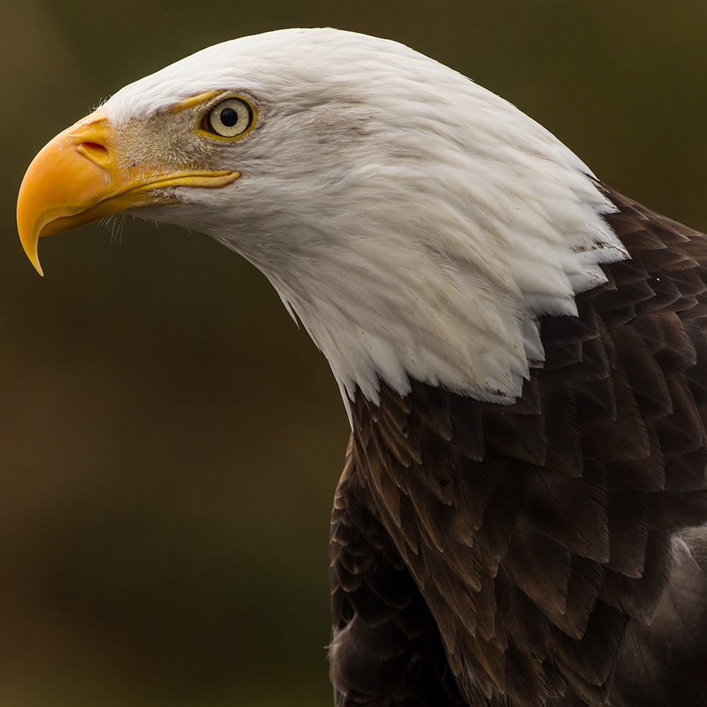 bald eagle portrait