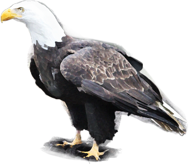 bald eagle