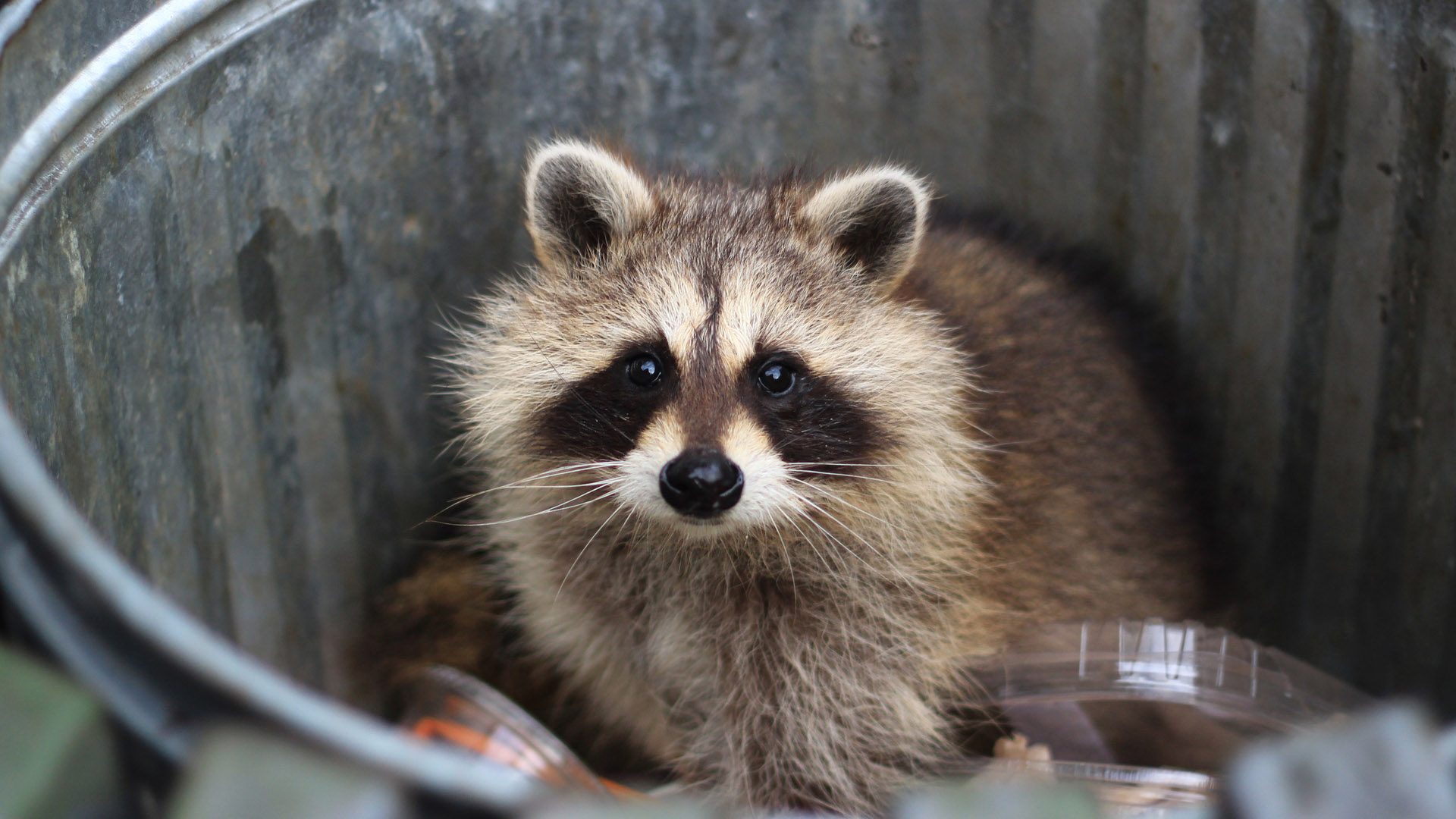 close up on raccoon's face