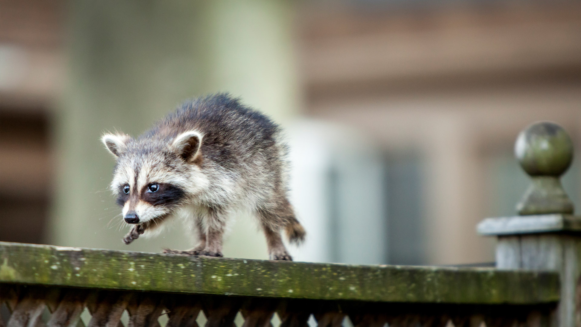 close up on raccoon's face