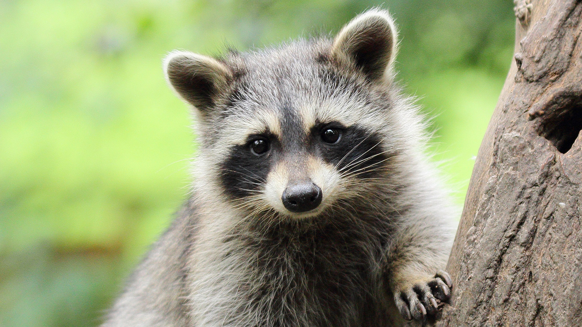 raccoon-zoo-ecomuseum