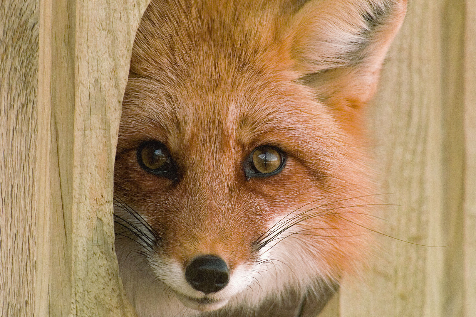 renard roux espiègle