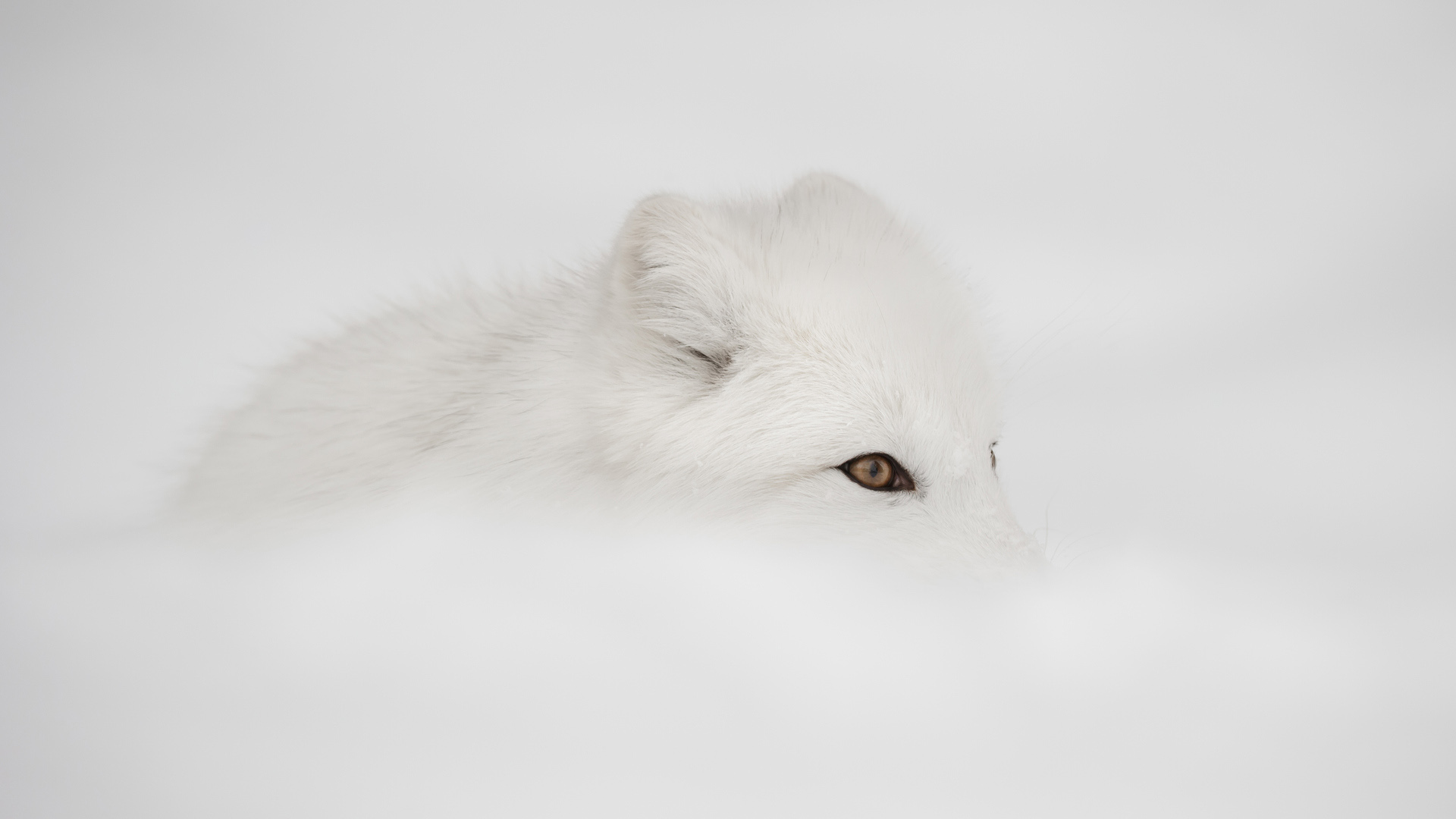 arctic fox