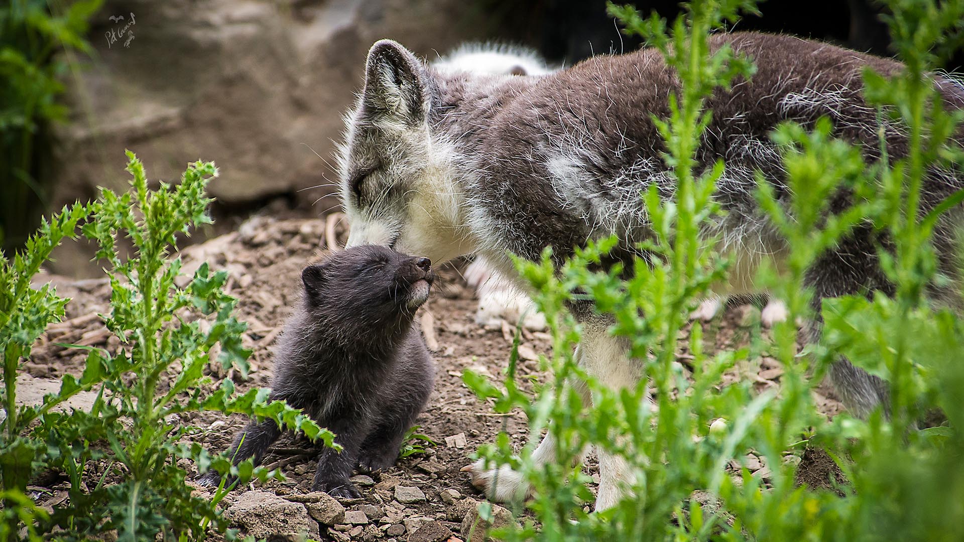 young arctic fox