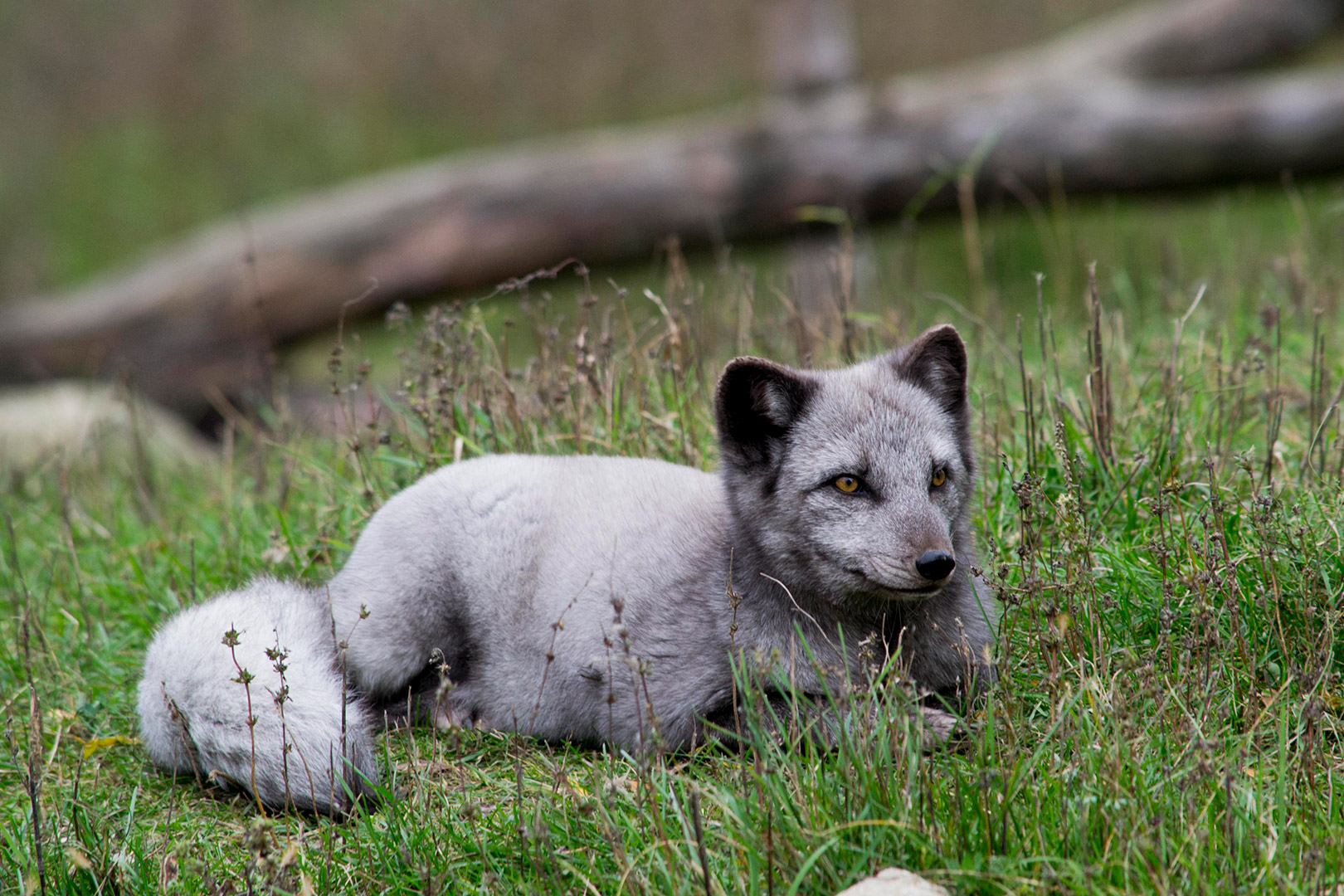 Arctic fox