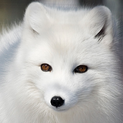 Arctic fox