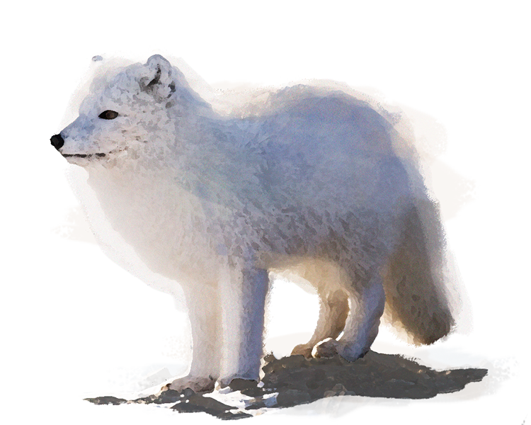 Arctic Fox, Planet Zoo Wiki