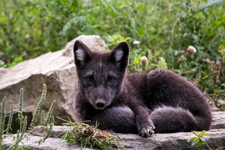 Arctic fox