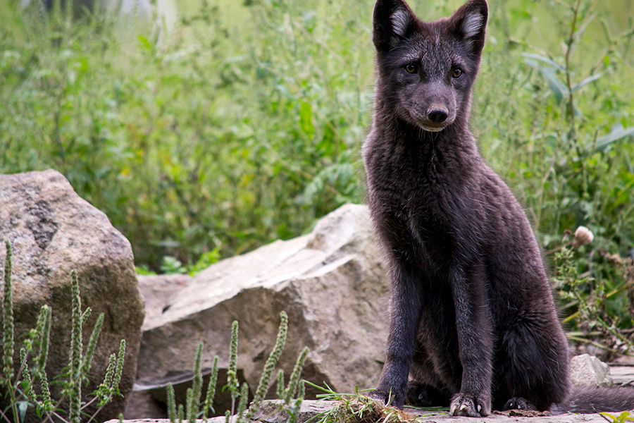 Arctic fox