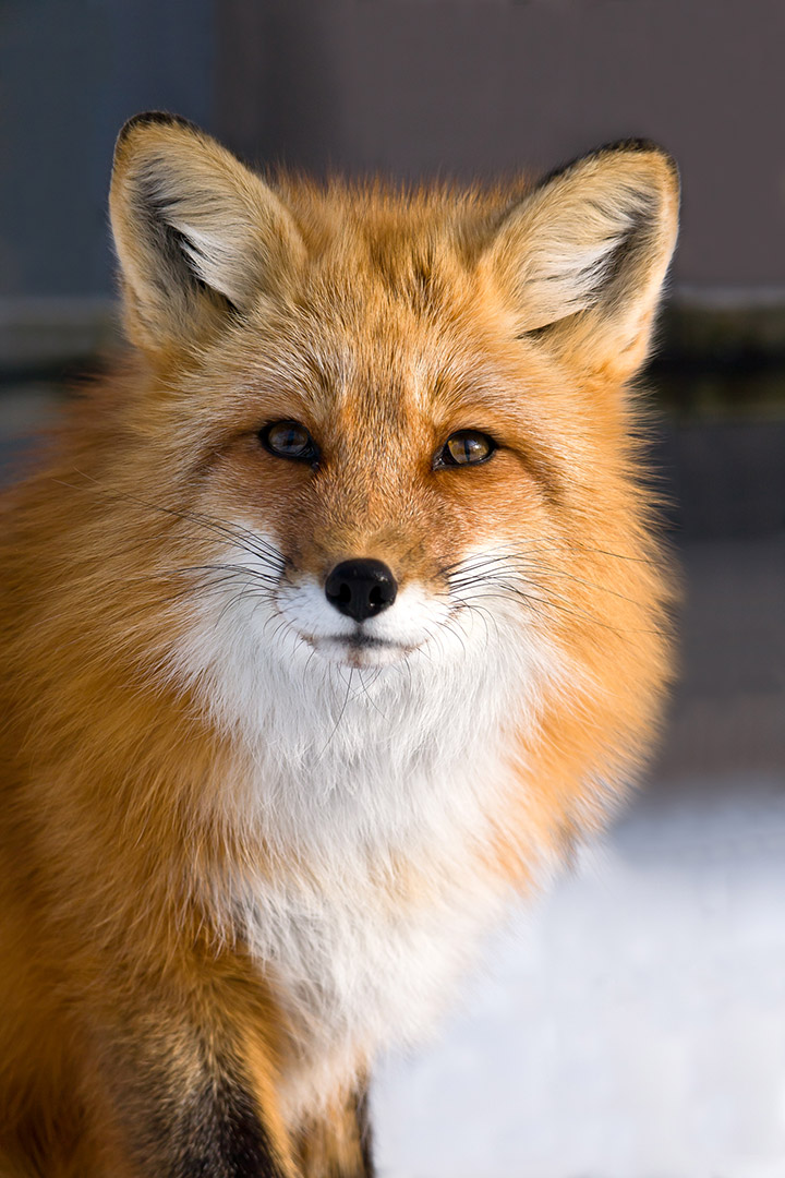 close up on red fox