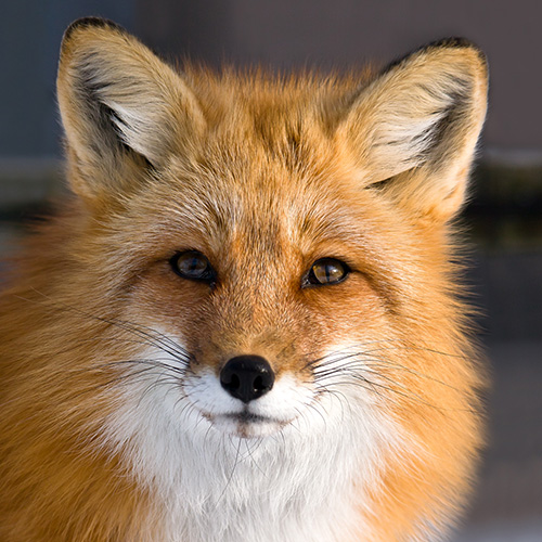 red fox