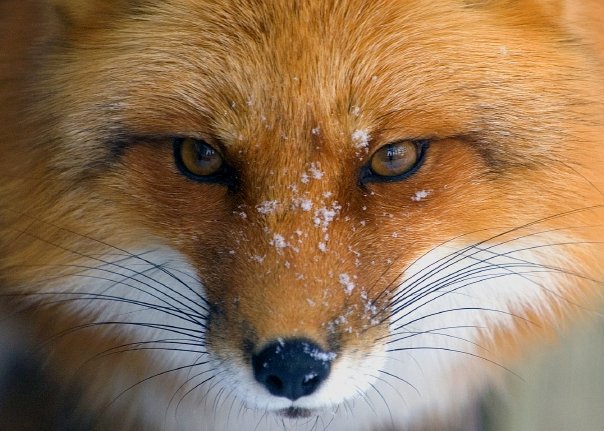 A close up of a fox's face with a rock in the background. Fox