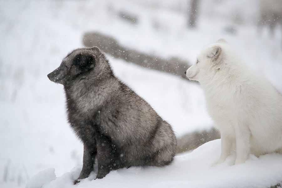 renards arctiques en hiver