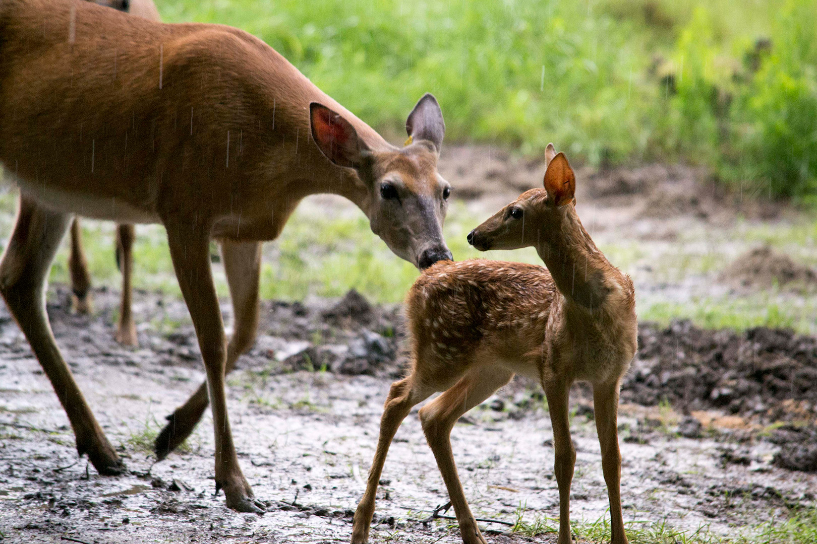 Moki rencontre les femelles du Zoo Ecomuseum sous la pluie