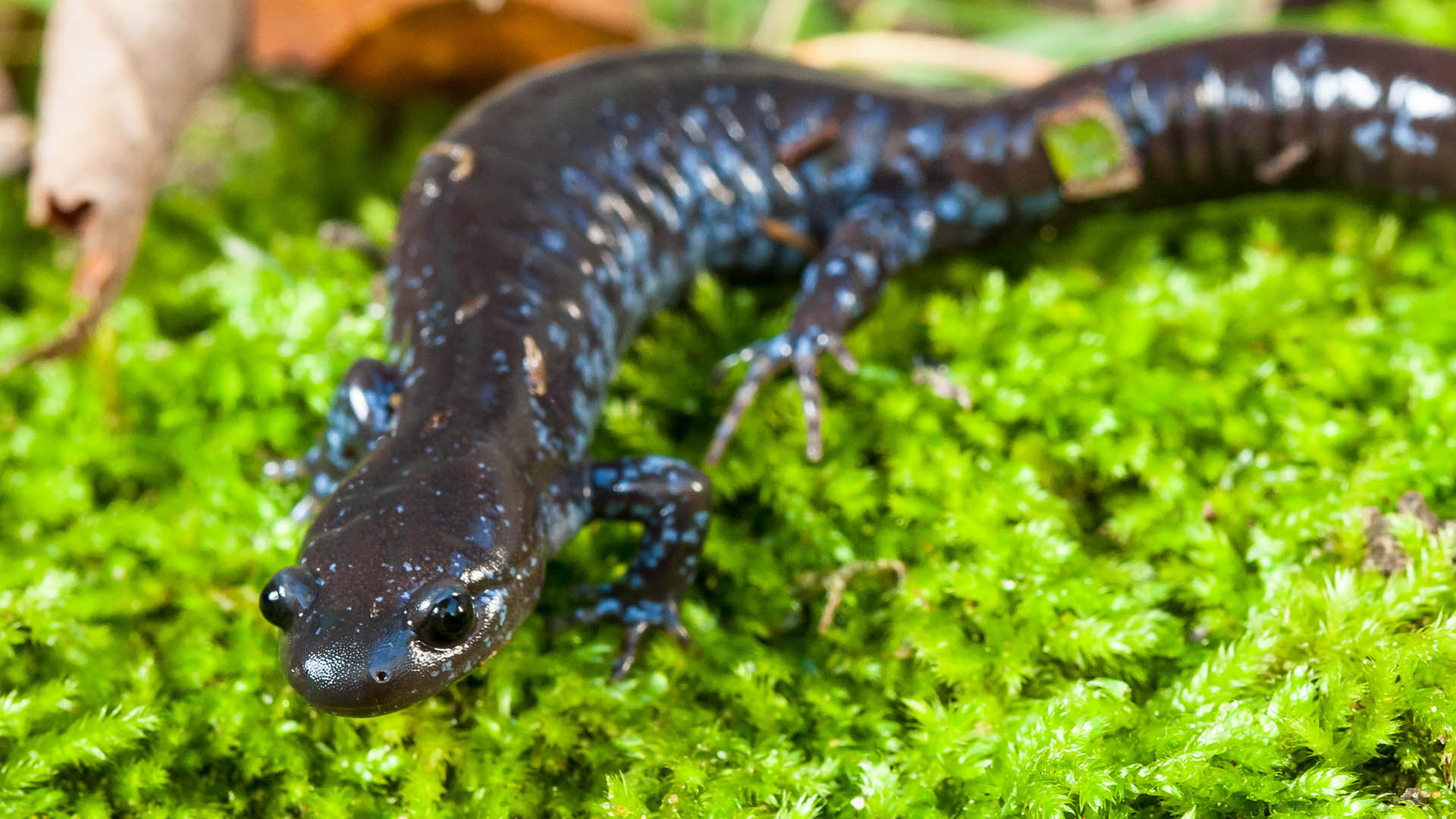 salamandre à points bleus