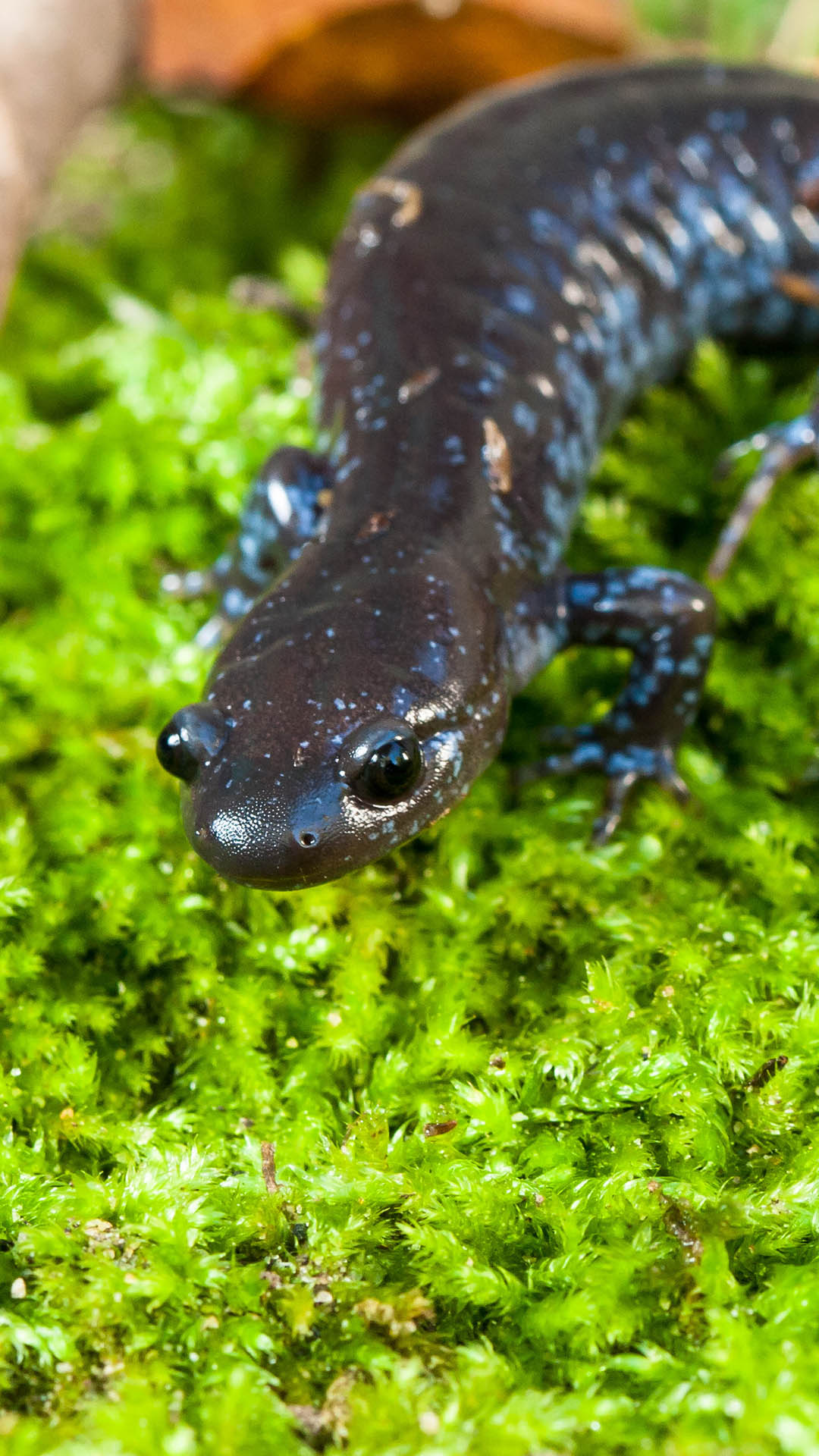 salamandre à points bleus