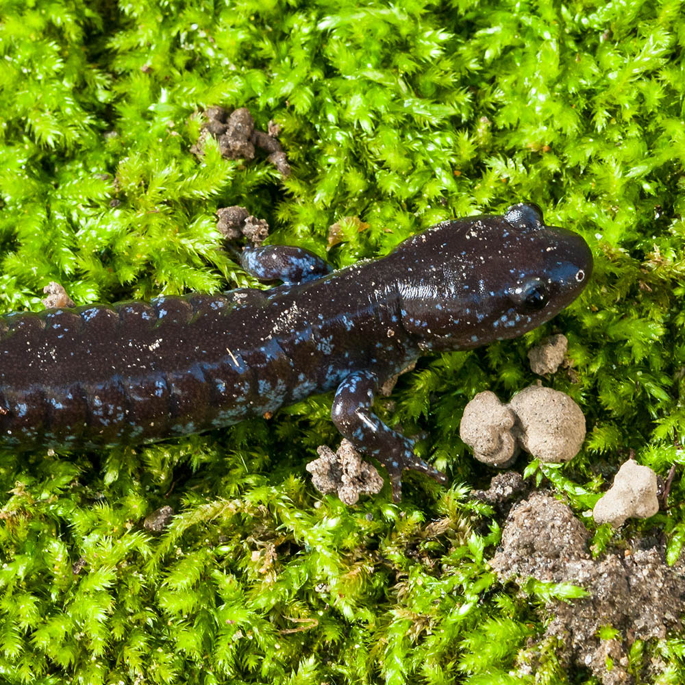 blue-spotted salamander portrait