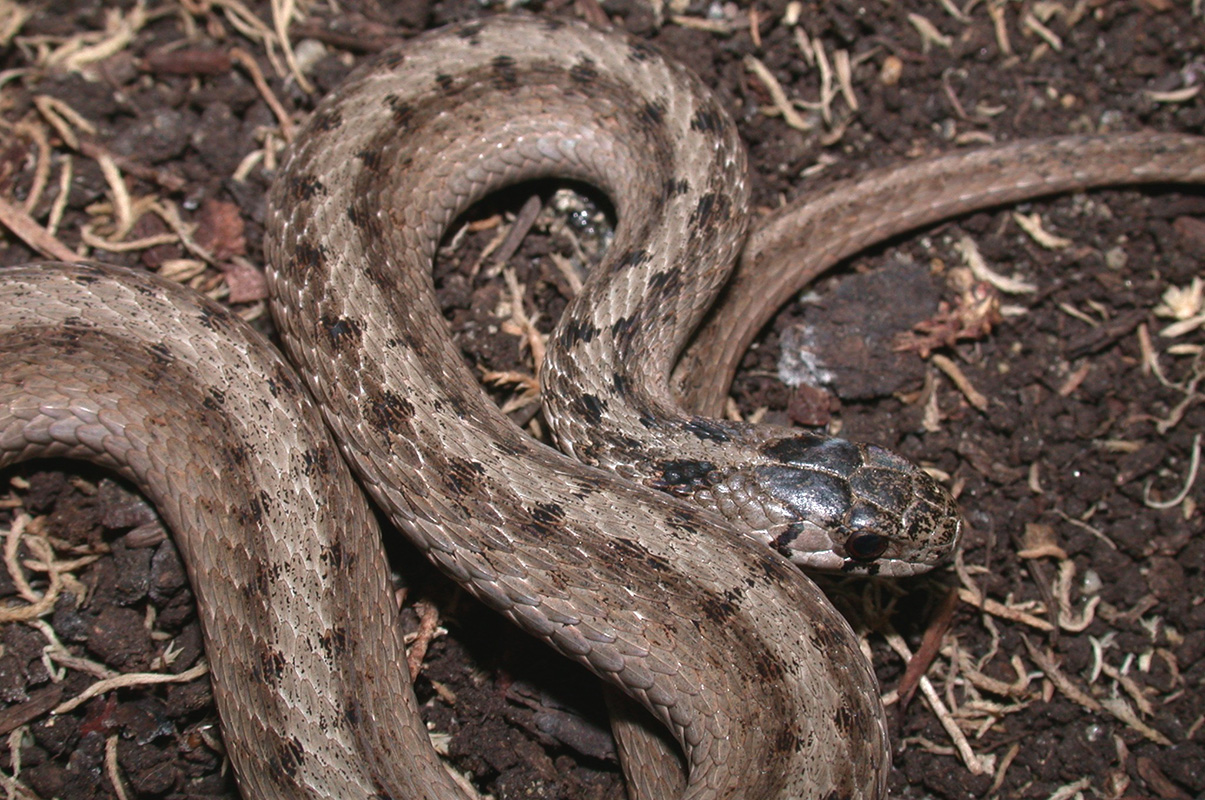 couleuvre brune