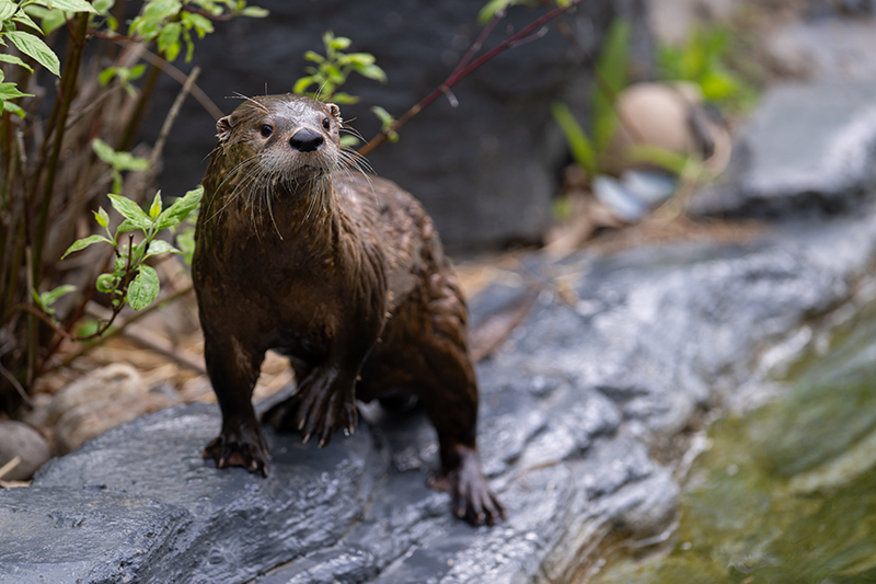 River Otter