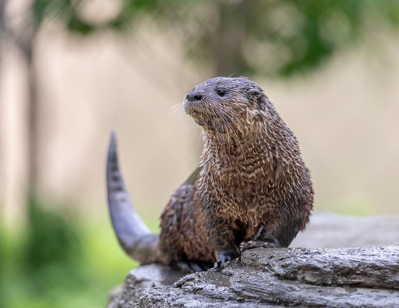 Loutre de rivière été
