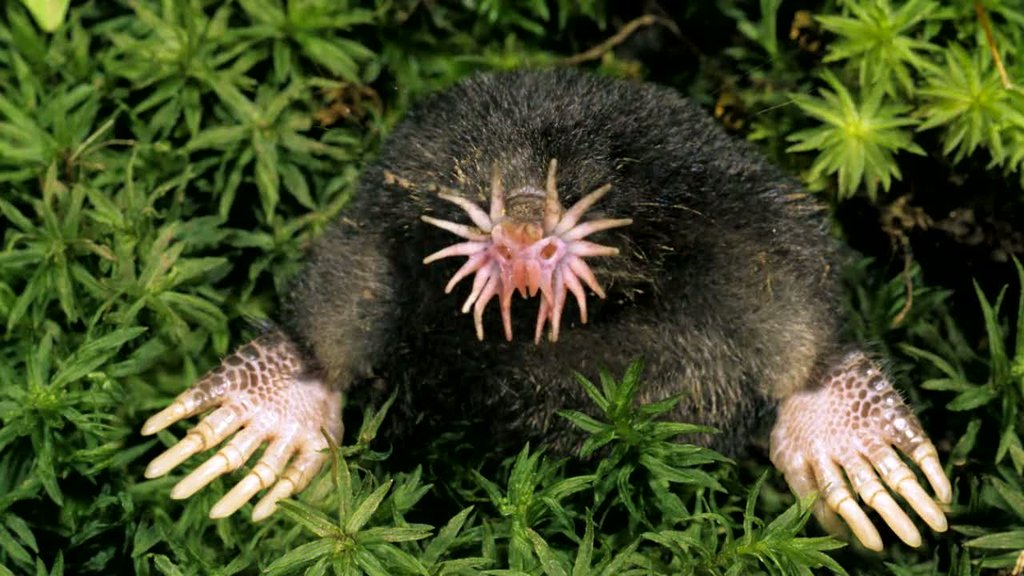 Star-nosed mole