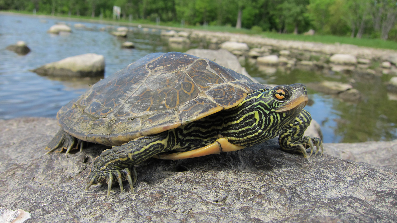 Map Turtle