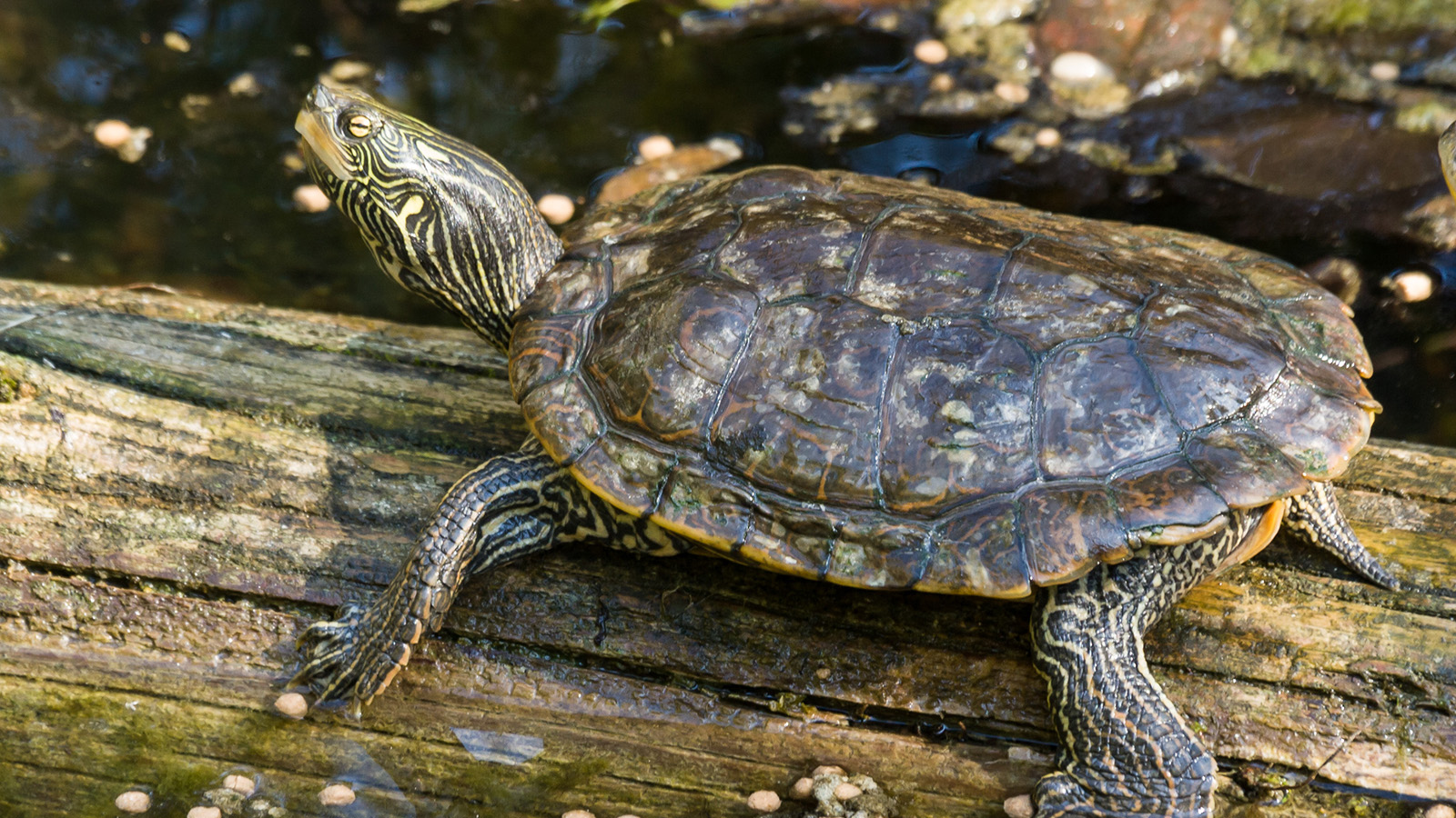 Map Turtle