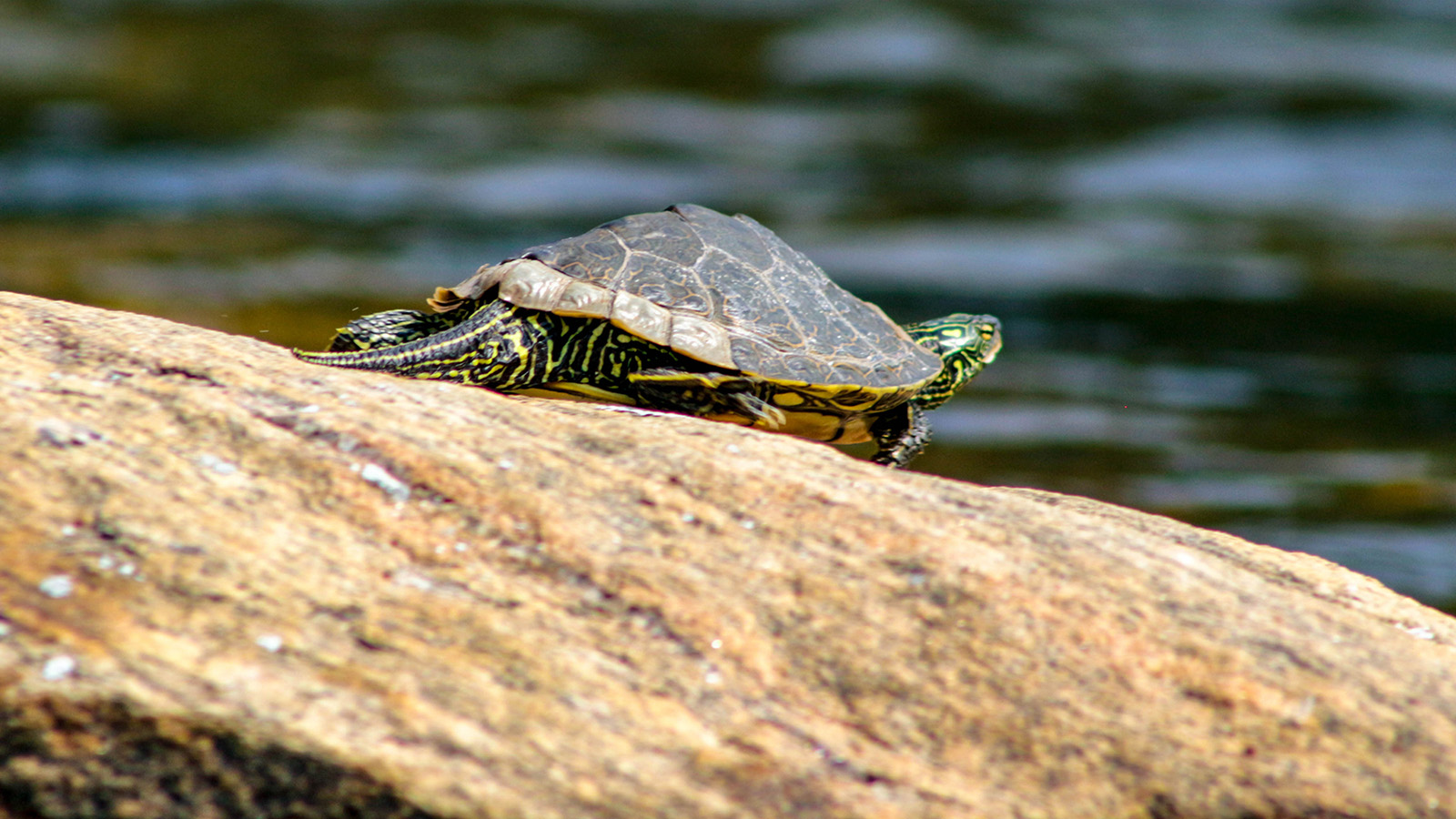 Map Turtle