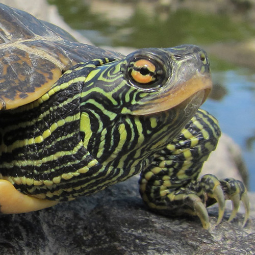 Map Turtle