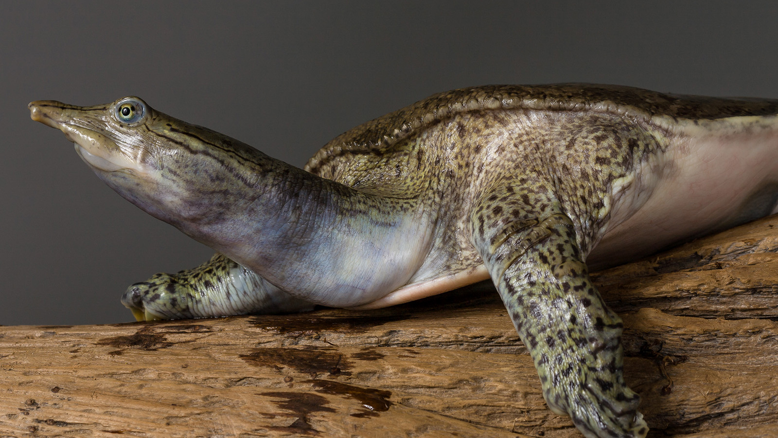 Eastern spiny softshell turtle - Zoo Ecomuseum