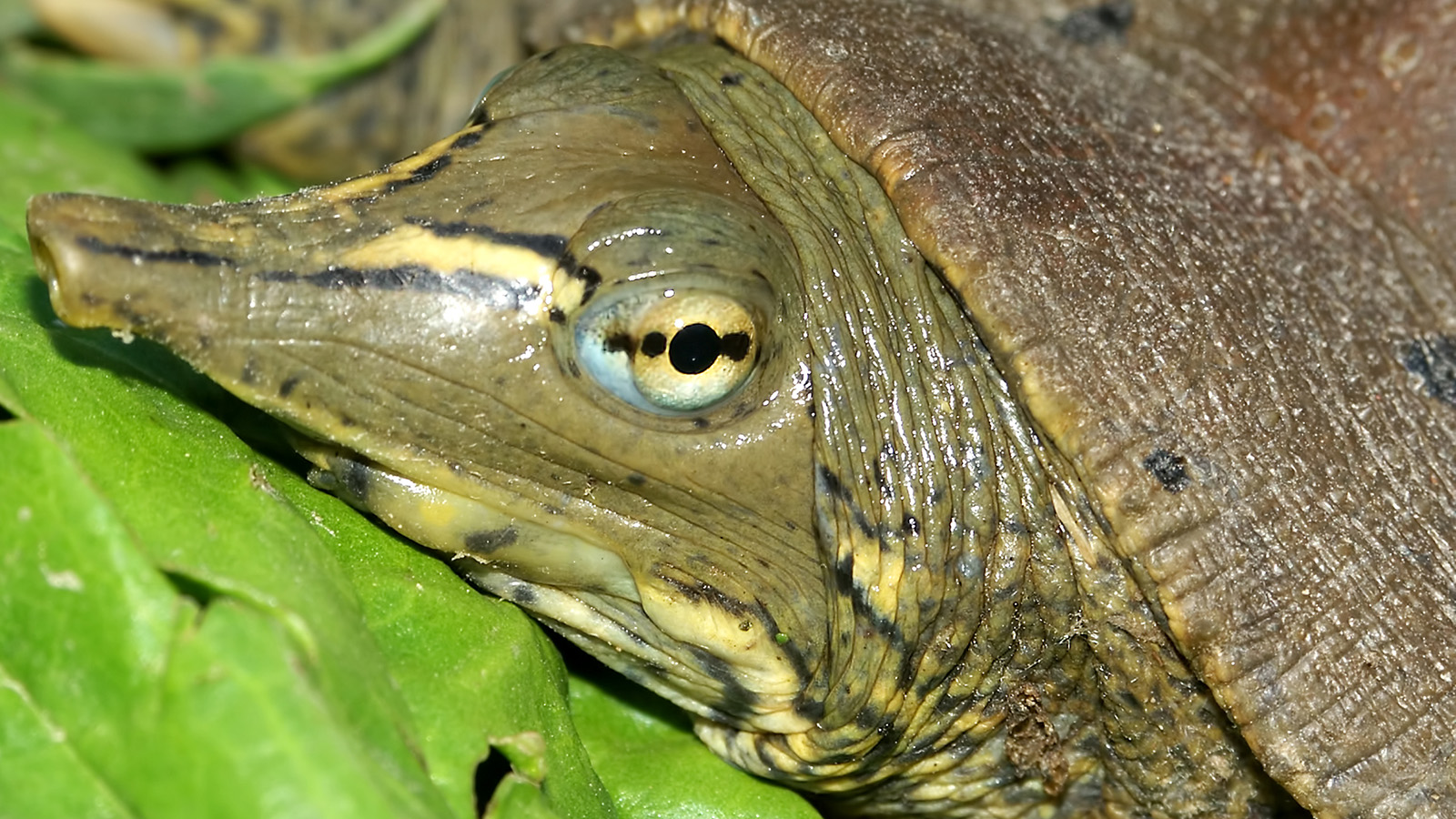 eastern-spiny-softshell-turtle-zoo-ecomuseum