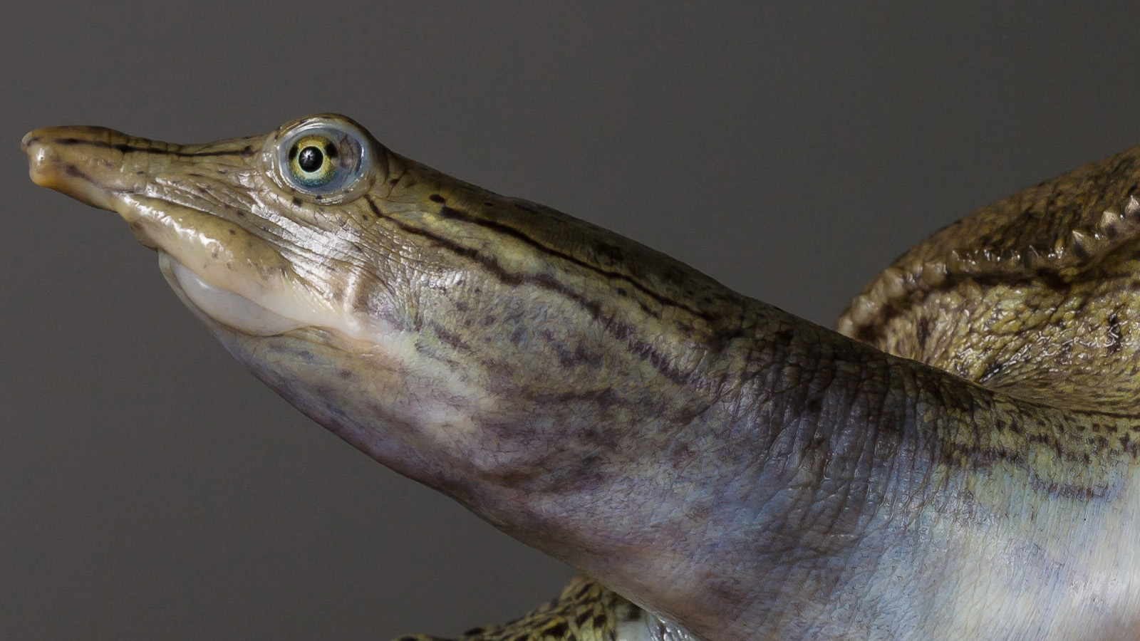 Eastern spiny softshell turtle